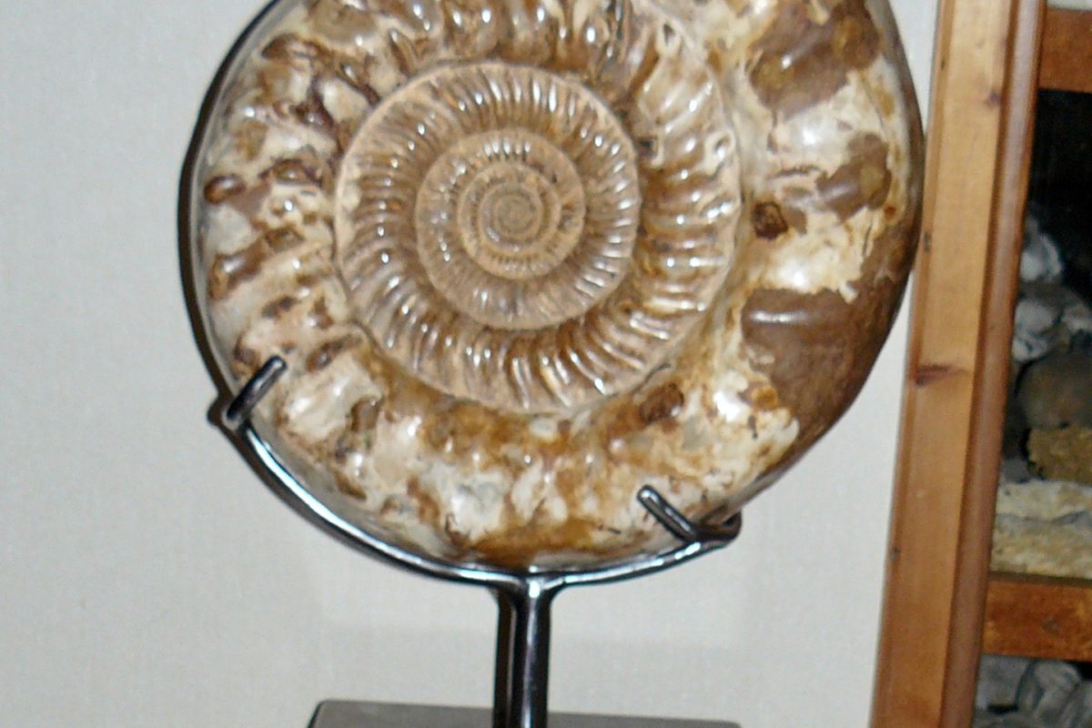 Grande Ammonite (Madagascar) sur socle en pierre d'Erfoud