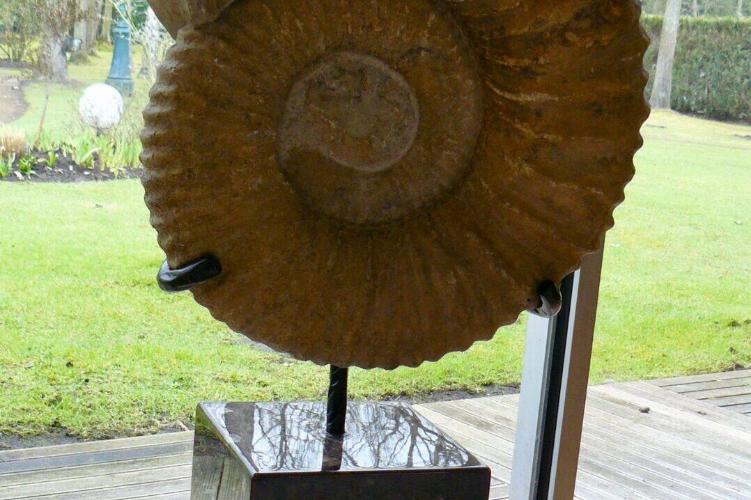 Grande Ammonite (Maroc) sur socle en pierre d'Erfoud