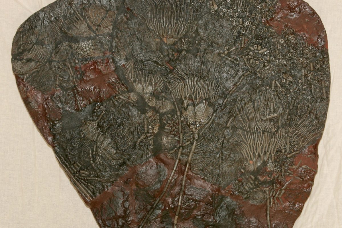 Plaque de crinoïdes