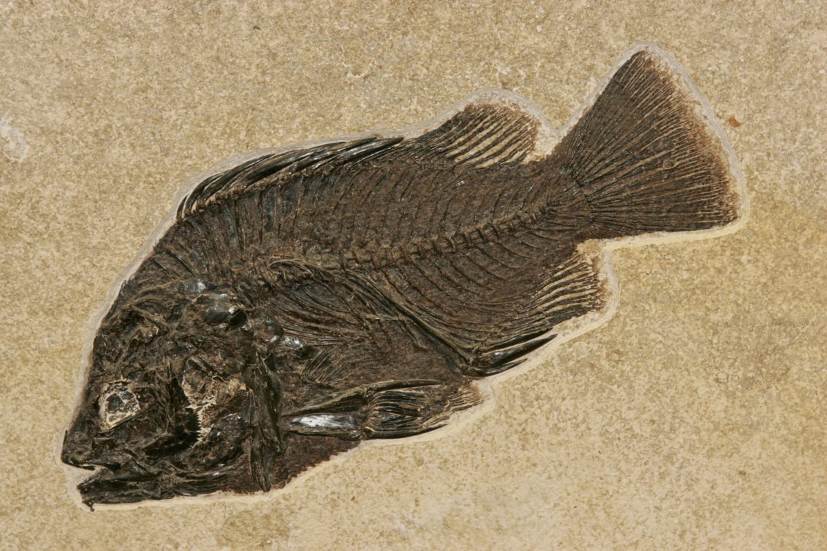 Poisson fossile